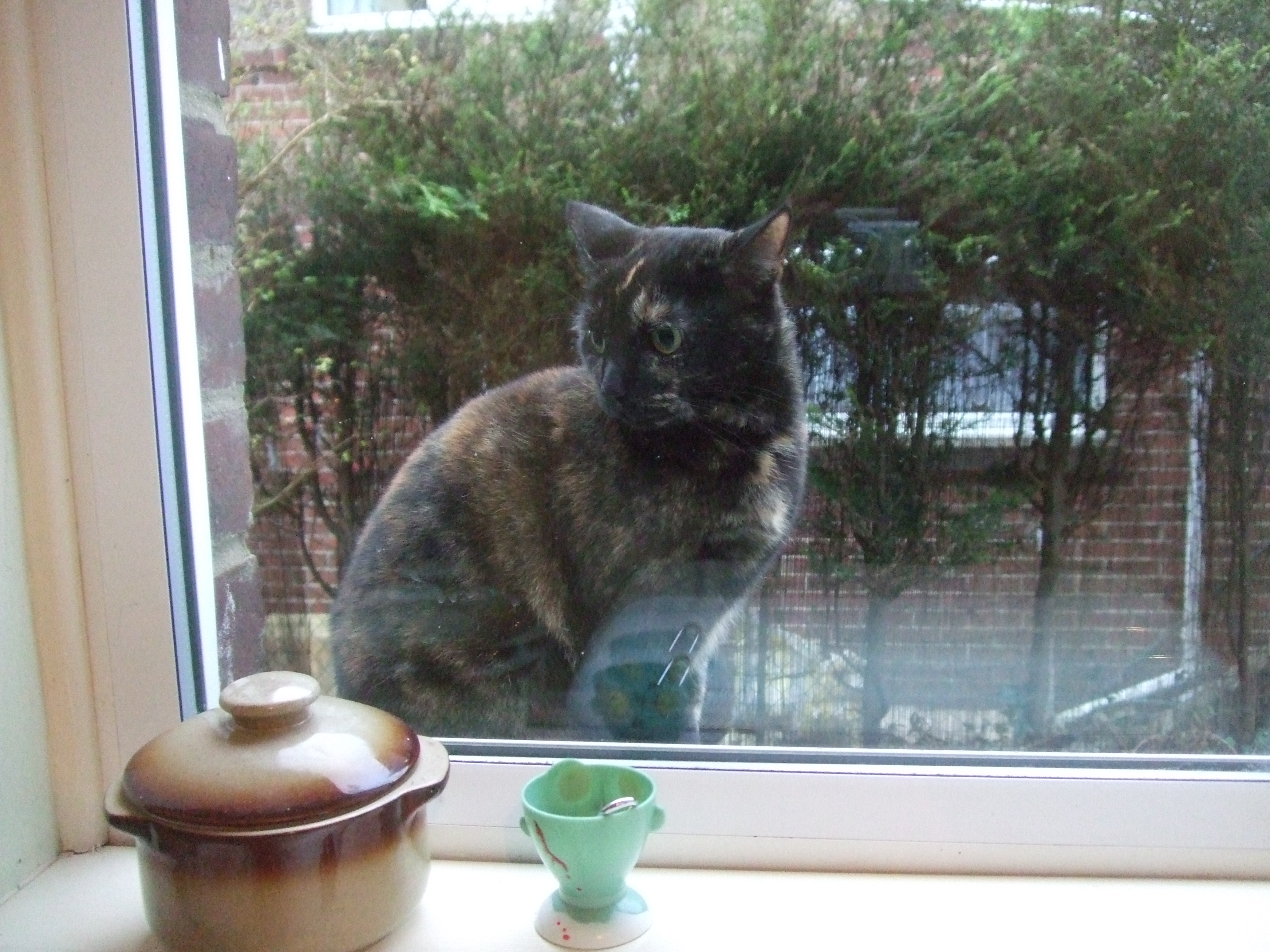 black tortoishell feb 2017 001