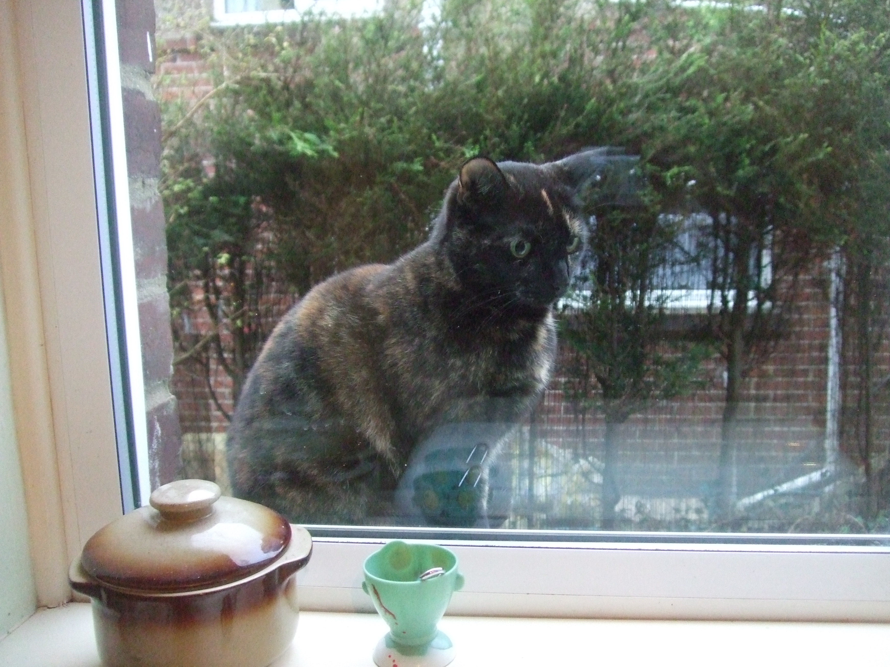 black tortoishell feb 2017 002