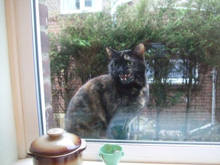 black tortoishell feb 2017 003