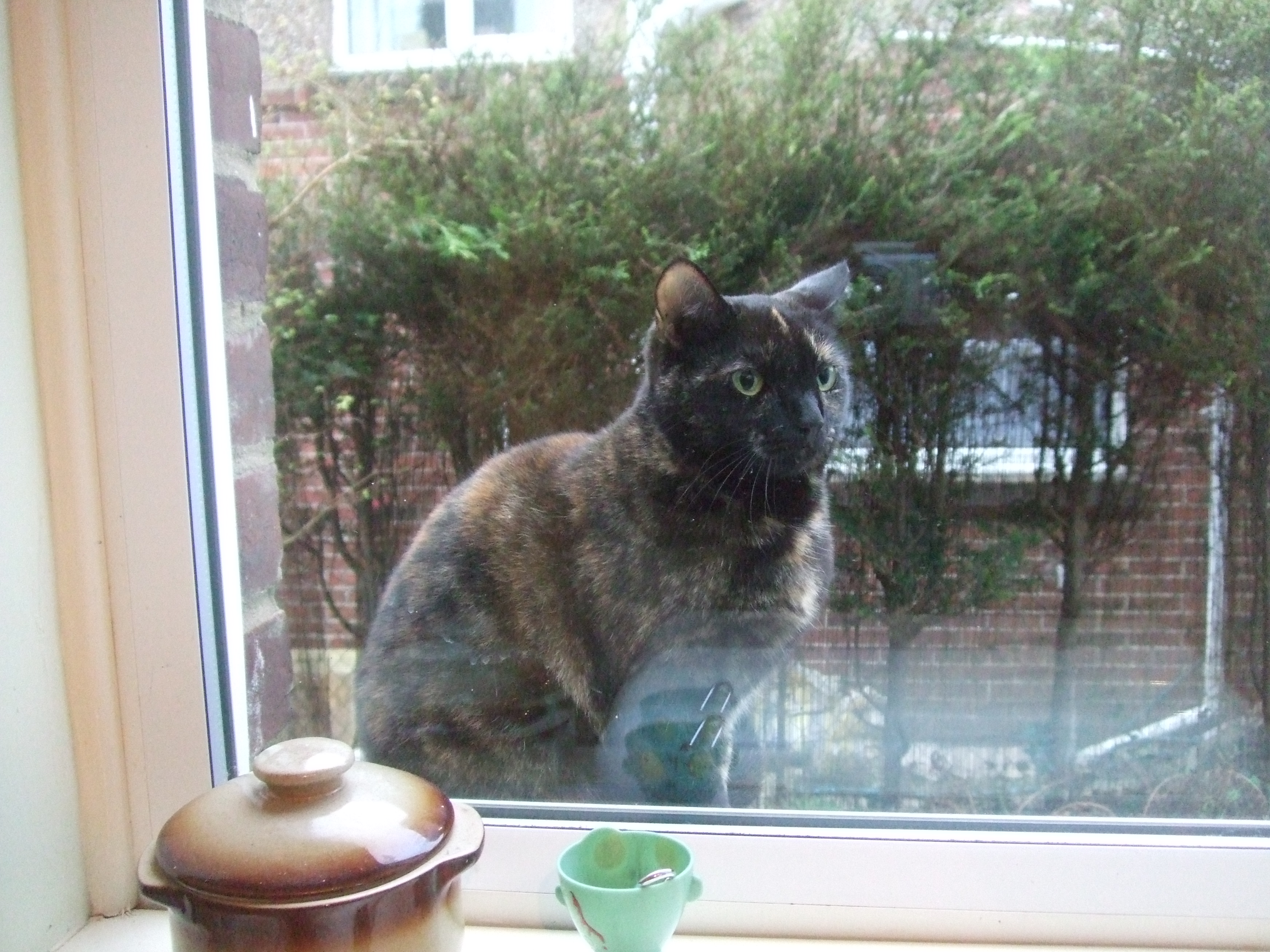 black tortoishell feb 2017 004