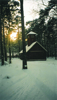 Estonia forest scene