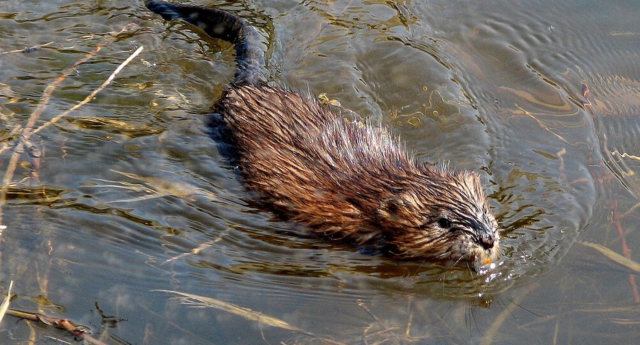 Musk Rat