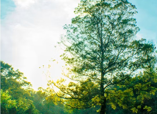Sun shining through trees